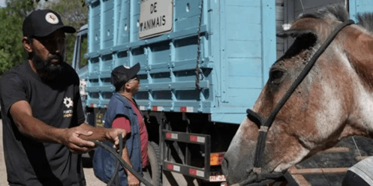 São Gonçalo lança edital para doação de animais de grande porte apreendidos