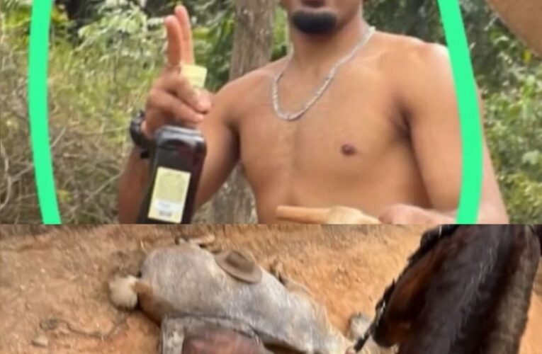 Crueldade em Bananal: jovem é investigado por mutilar cavalo após animal passar mal em cavalgada